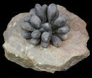 Club Urchin (Firmacidaris) Fossil - Jurassic #39145-3